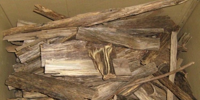 Lebih Mahal dari Emas, Harga 1 Kg Kayu Ini Capai Rp128 Miliar