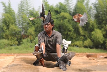 FOTO Potret Pencinta Burung Dara di Srengseng