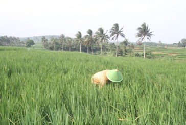 Ketahanan Pangan Pasca Pandemi, Upaya Perum BULOG Lewat Program Mitra Tani