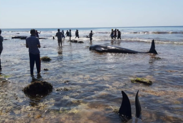 Akibat Sampah Plastik, Puluhan Paus Pilot Terdampar di NTT