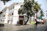 Bunga Tabebuya yang Bermekaran Bikin Kota Tua Jakarta Semakin Indah